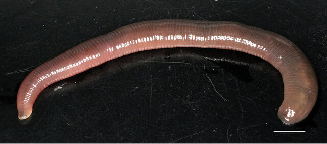 Orobdella okanoi, a leech of the family Orobdellidae