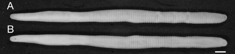 Orobdella shimadae, a leech of the family Orobdellidae