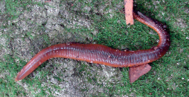 Orobdella tsushimensis, a leech of the family Orobdellidae