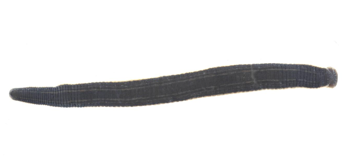 Oxyptychus antellarum, a leech of the family Macrobdellidae