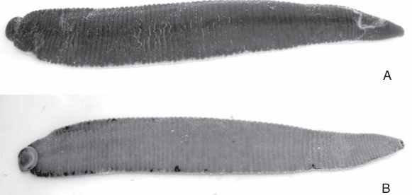 Oxyptychus bora, a leech of the family Macrobdellidae