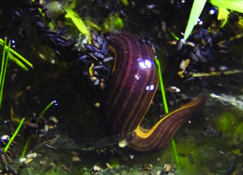 Oxyptychus inexpectatus, a leech of the family Macrobdellidae