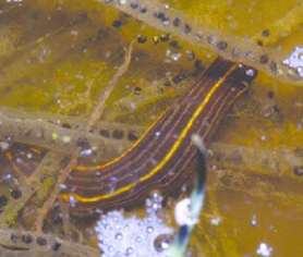Oxyptychus striatus, a leech of the family Macrobdellidae