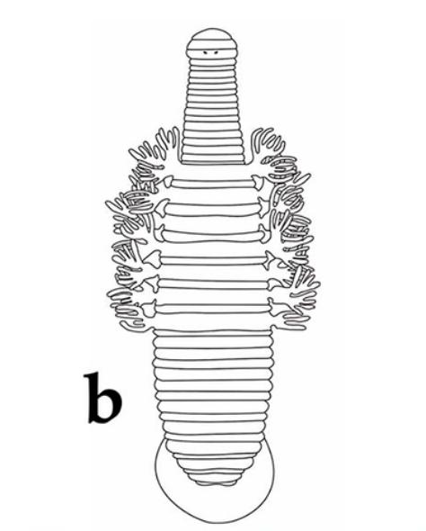 Ozobranchus branchiatus, a leech of the family Ozobranchidae