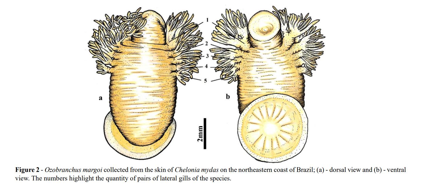 Ozobranchus margoi, a leech of the family Ozobranchidae