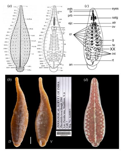 Palaemobdella horai, a leech of the family Glossiphoniidae