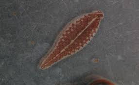 Palaemobdella ornata, a leech of the family Glossiphoniidae