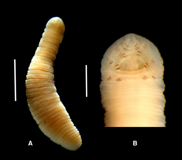 Paracanthobdella livanowi, a leech of the family Acanthobdellidae