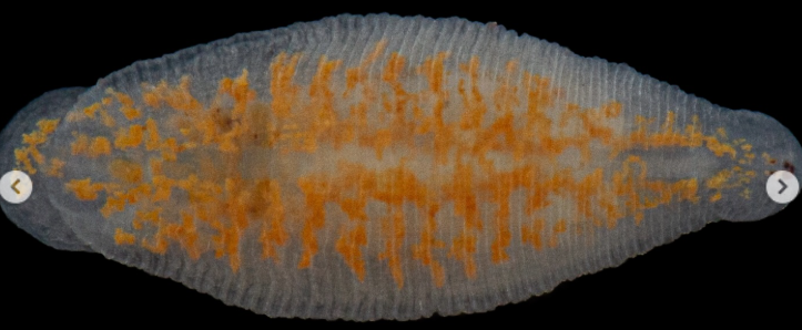 Paraclepsis cancricola, a leech of the family Glossiphoniidae