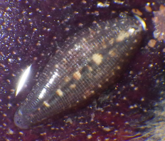 Paraclepsis dongnaiensis, a leech of the family Glossiphoniidae