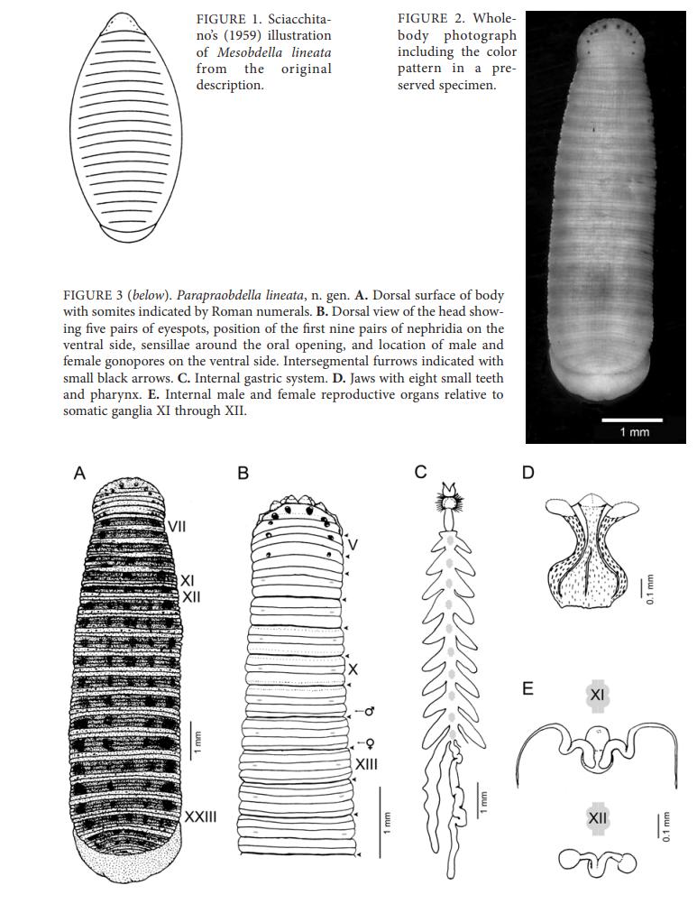 Parapraobdella lineata, a leech of the family Praobdellidae