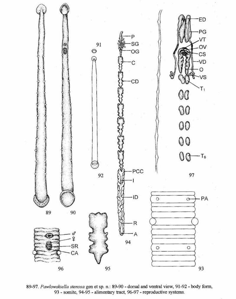 Pawlowskiella stenosa, a leech of the family Piscicolidae