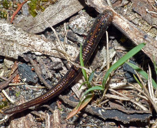 Philaemon grandis, a leech of the family Haemadipsidae