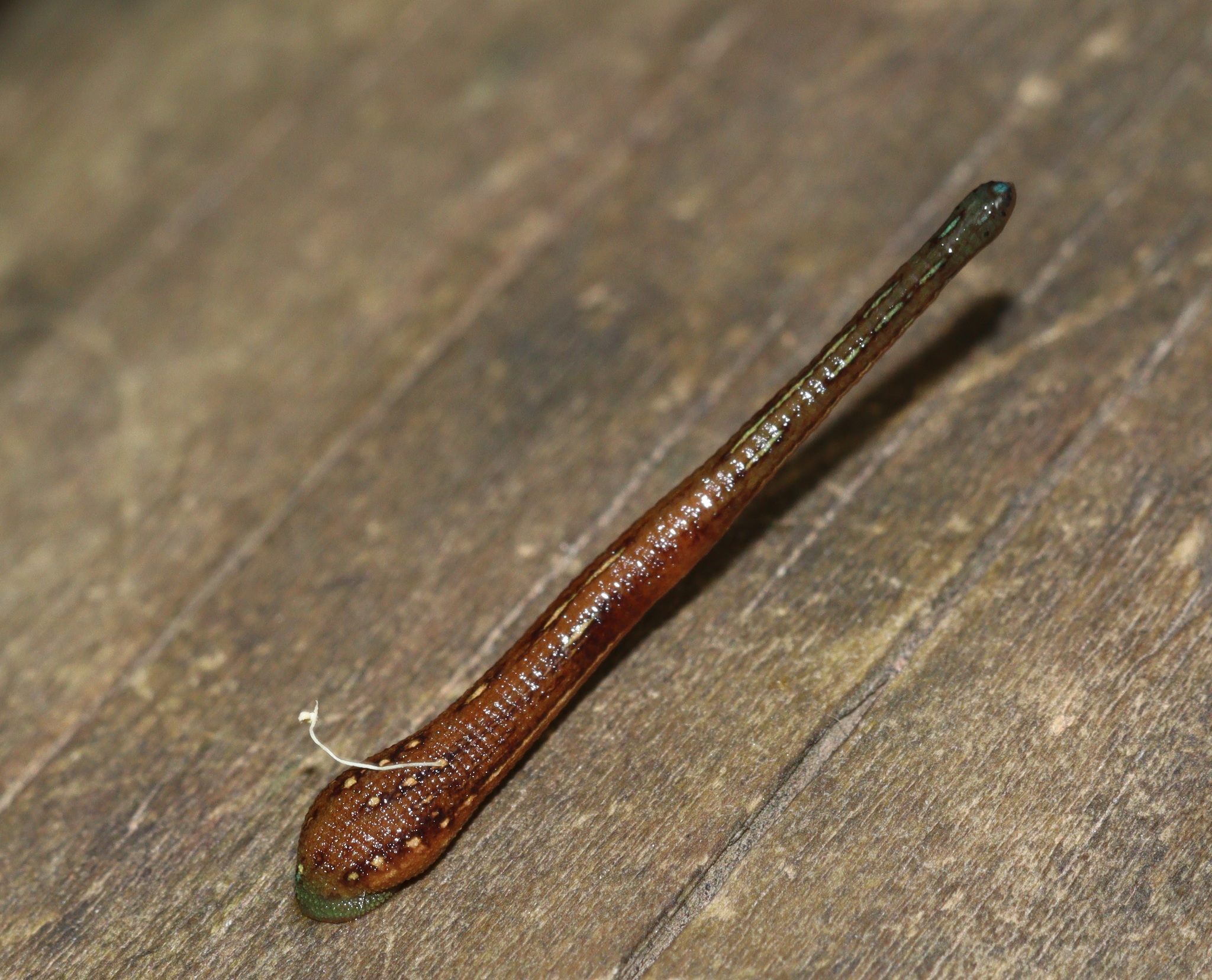 Philaemon pungens, a leech of the family Haemadipsidae
