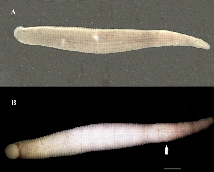 Philobdella floridana, a leech of the family Macrobdellidae