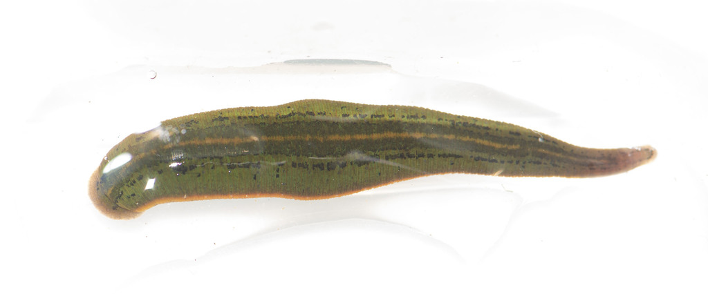 Philobdella gracilis, a leech of the family Macrobdellidae