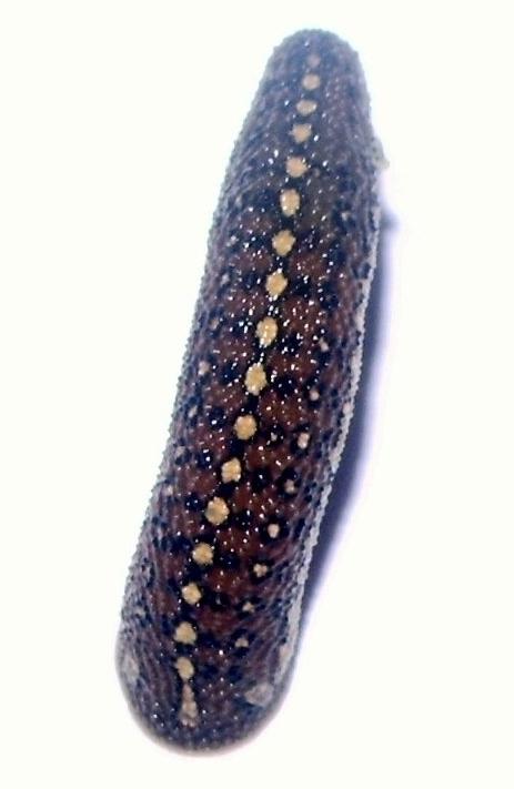 Phytobdella catenifera, a leech of the family Piscicolidae