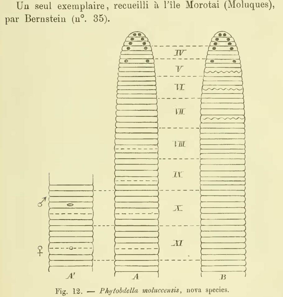 Phytobdella moluccensis, a leech of the family Piscicolidae