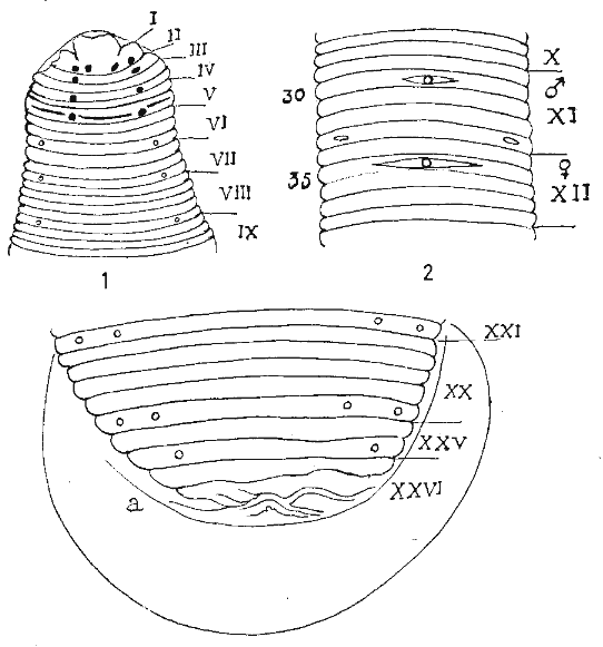 Pintobdella chiapasensis, a leech of the family Praobdellidae