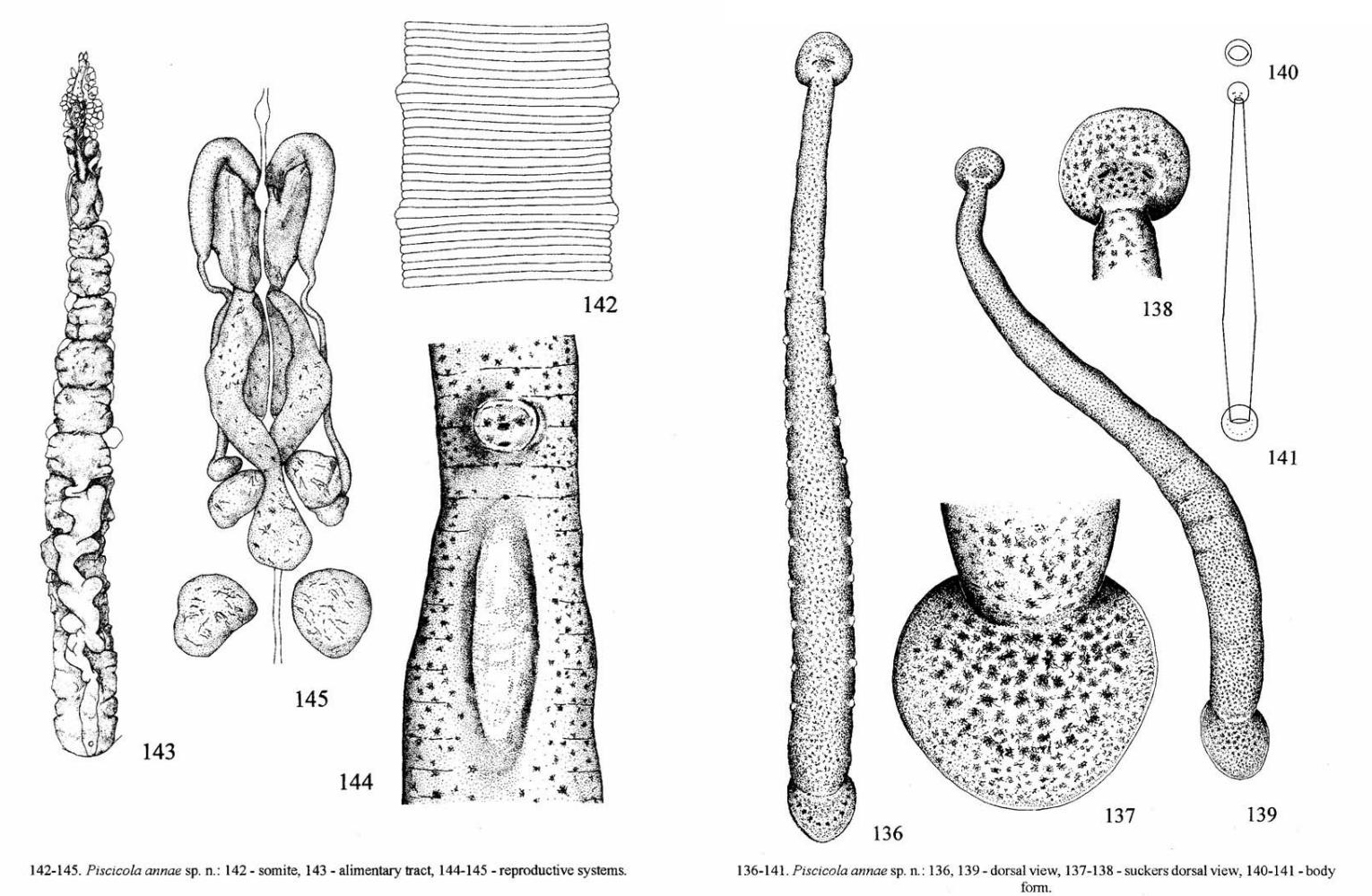 Piscicola annae, a leech of the family Piscicolidae