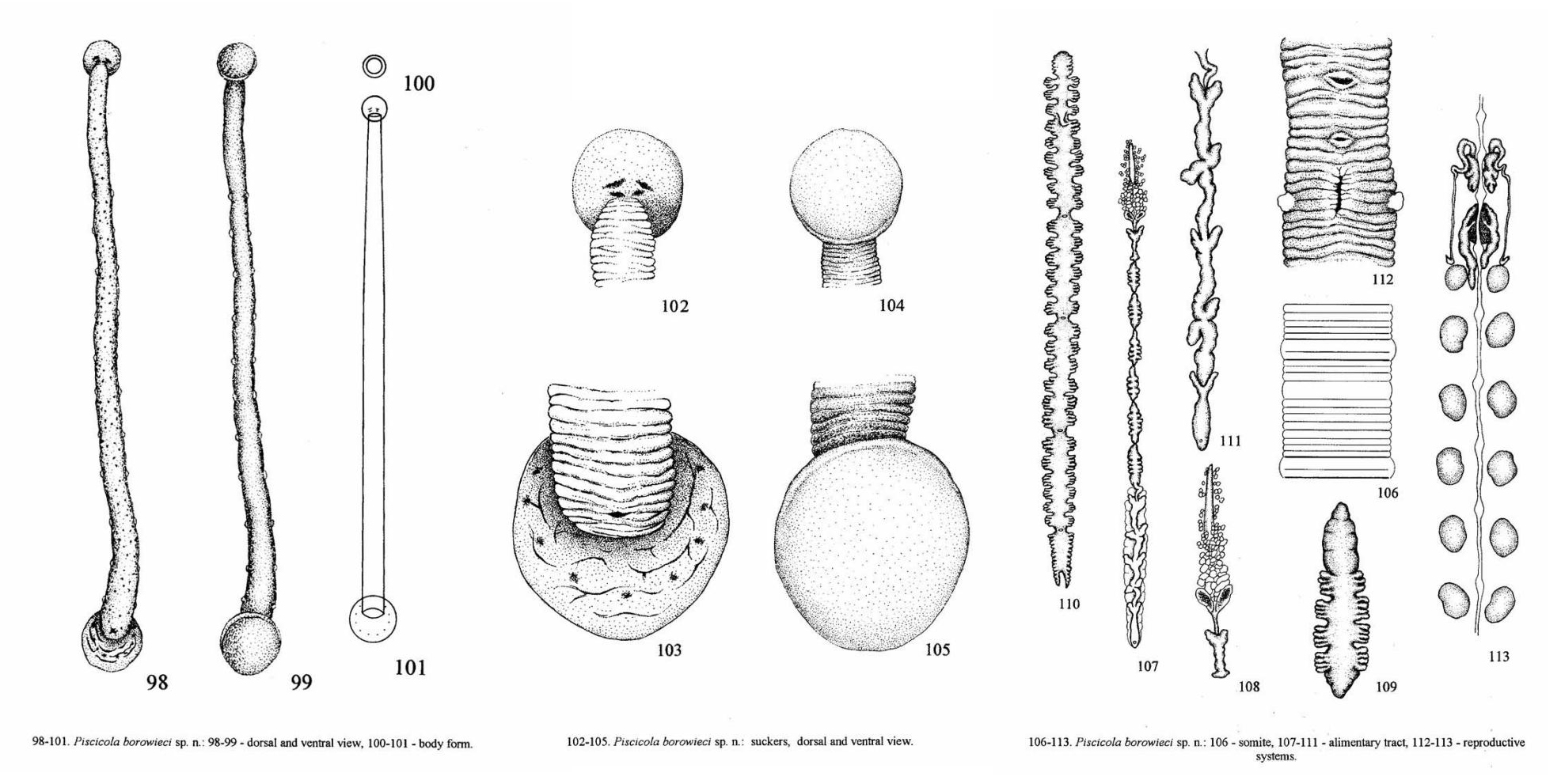 Piscicola borowieci, a leech of the family Piscicolidae