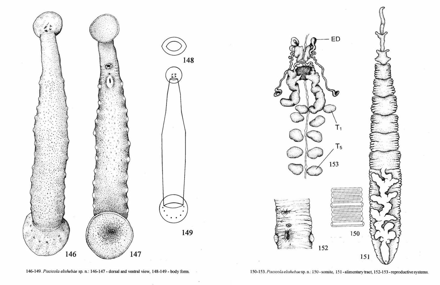 Piscicola elishebae, a leech of the family Piscicolidae