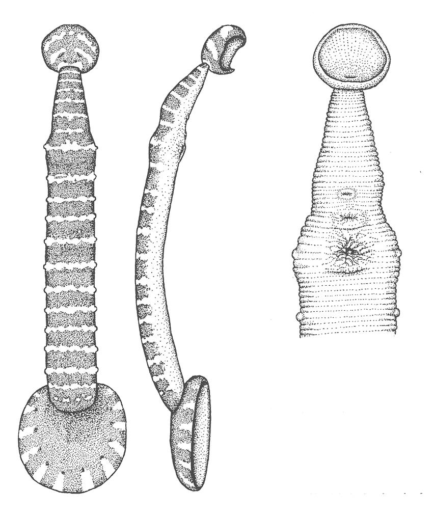 Piscicola fasciata, a leech of the family Piscicolidae