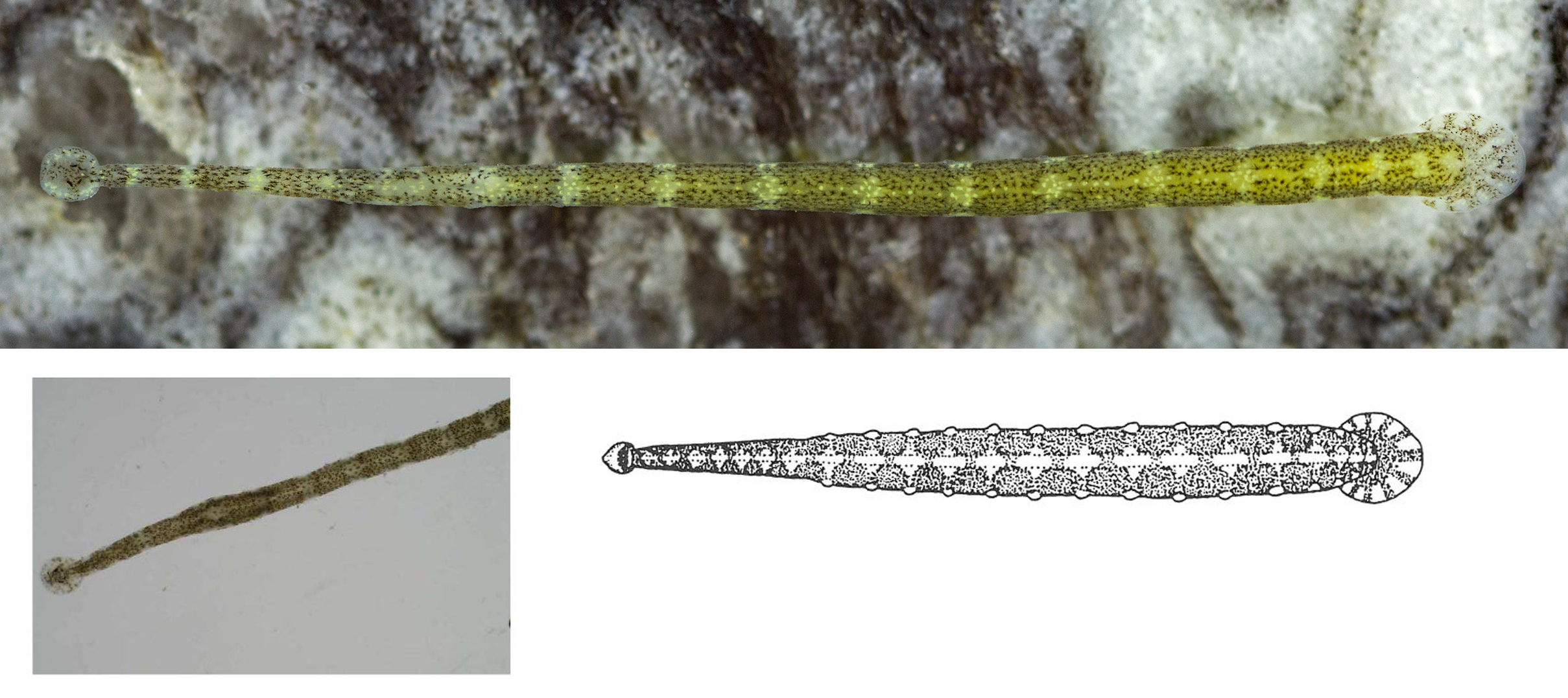 Piscicola geometra, a leech of the family Piscicolidae
