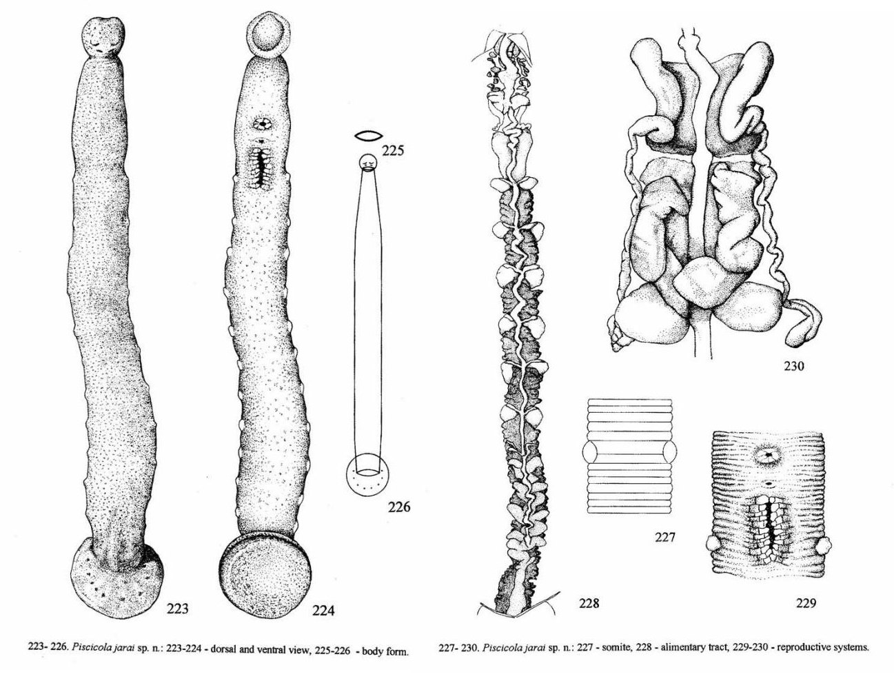 Piscicola jarai, a leech of the family Piscicolidae