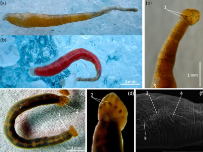 Piscicola khubsugulensis, a leech of the family Piscicolidae
