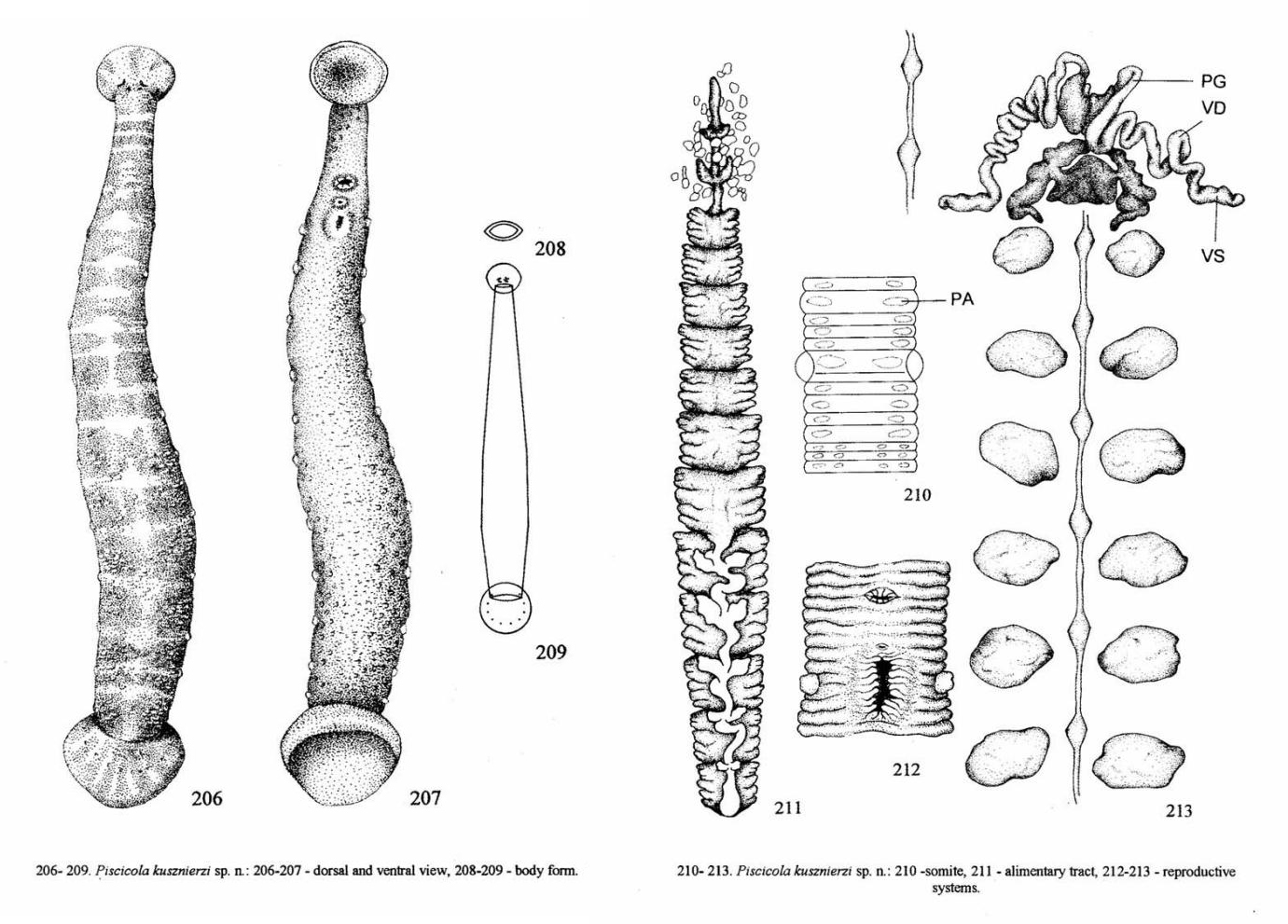 Piscicola kusznierzi, a leech of the family Piscicolidae