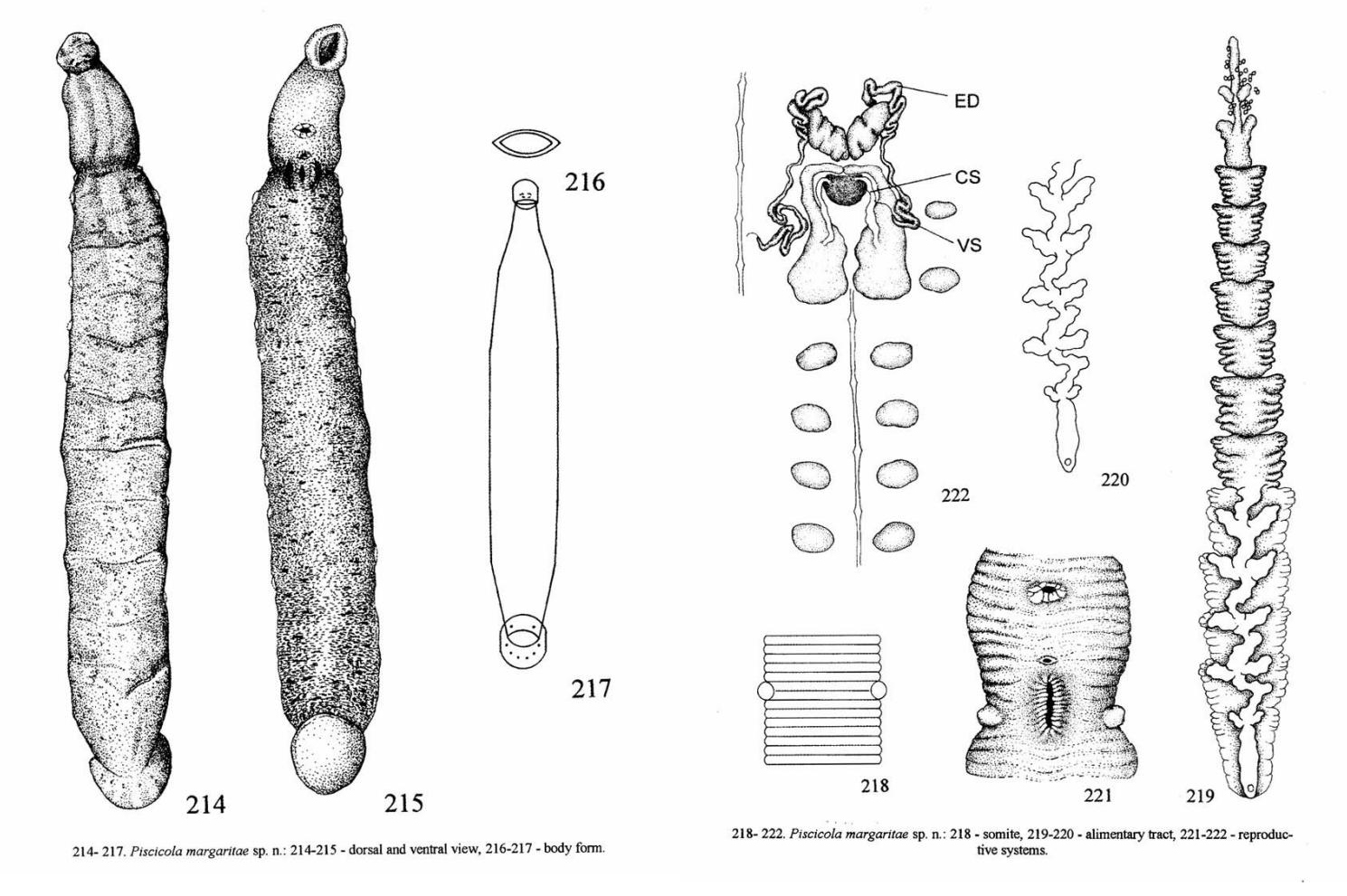 Piscicola margaritae, a leech of the family Piscicolidae