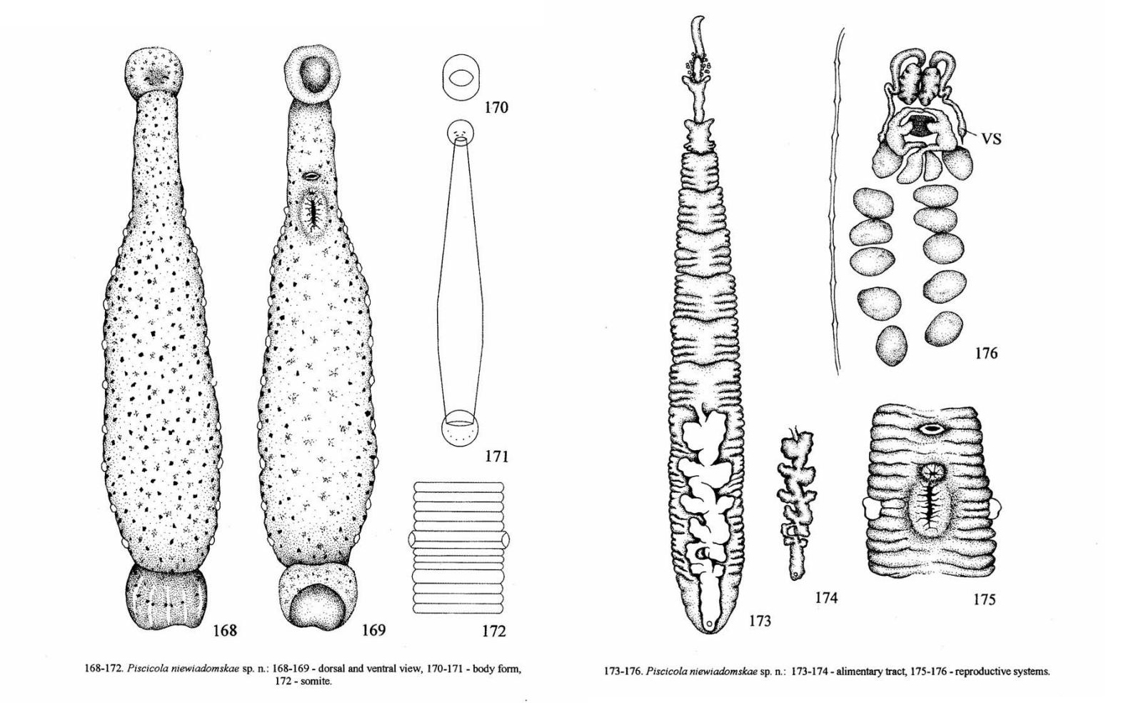 Piscicola niewiadomskae, a leech of the family Piscicolidae