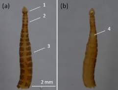 Piscicola nordica, a leech of the family Piscicolidae