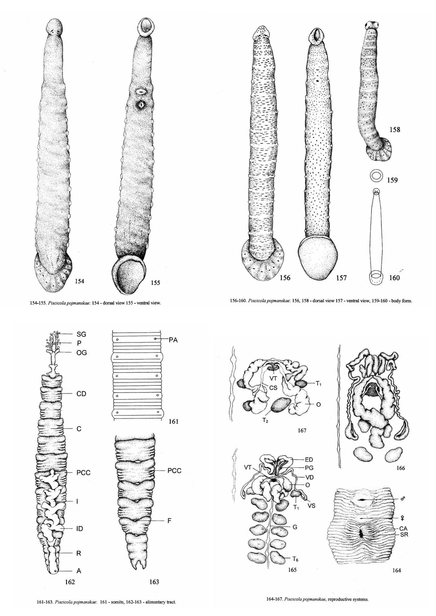 Piscicola pojmanskae, a leech of the family Piscicolidae