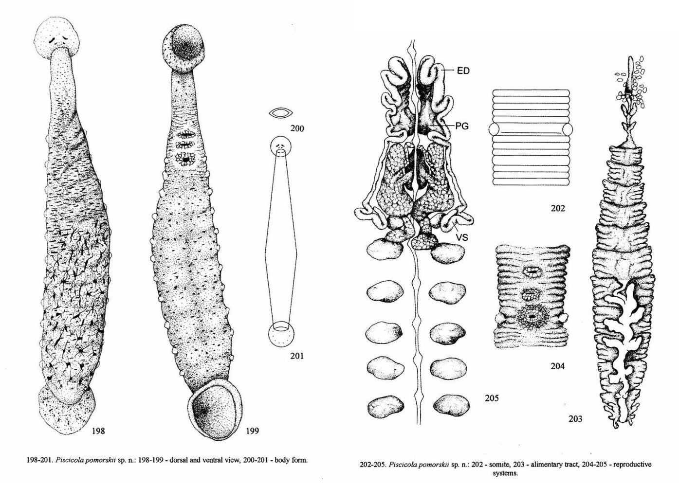Piscicola pomorskii, a leech of the family Piscicolidae