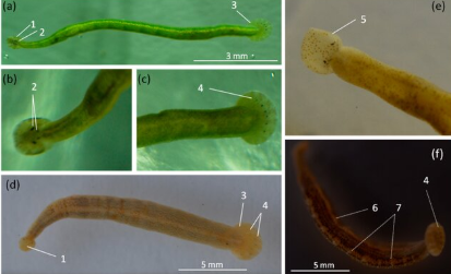 Piscicola sibirica, a leech of the family Piscicolidae