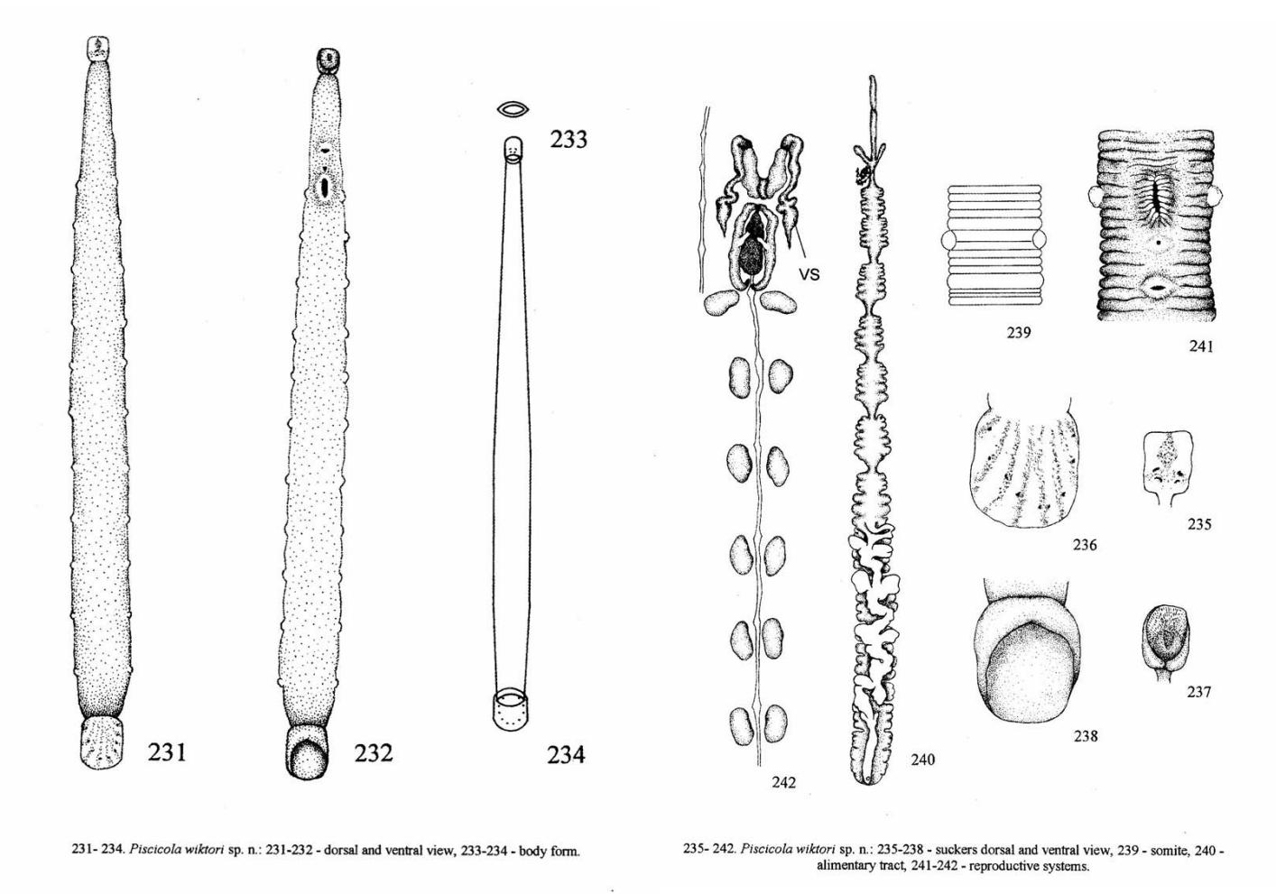Piscicola wiktorii, a leech of the family Piscicolidae
