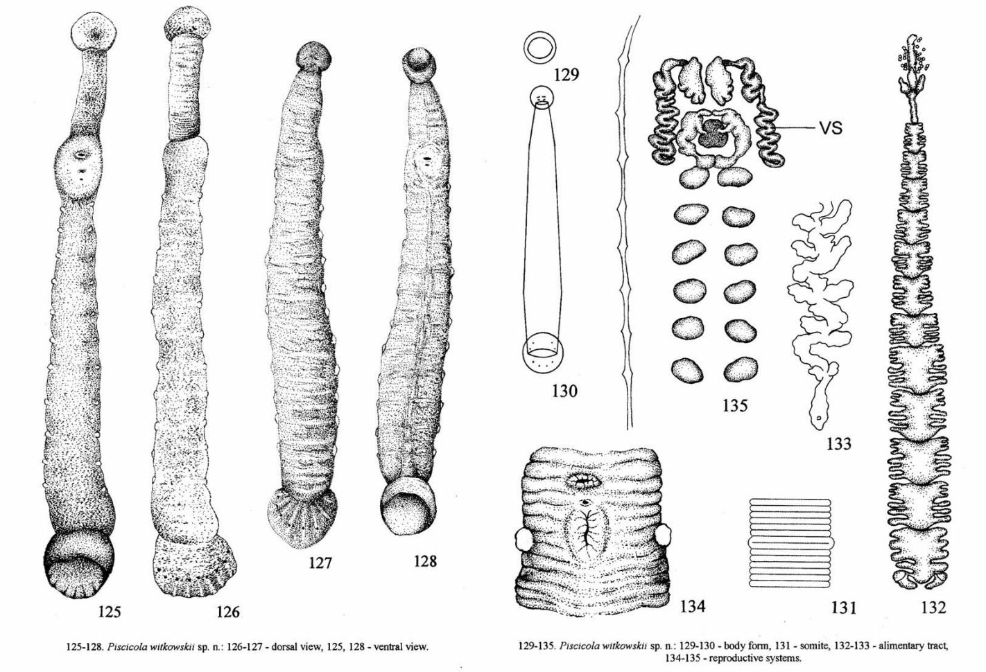 Piscicola witkowskii, a leech of the family Piscicolidae