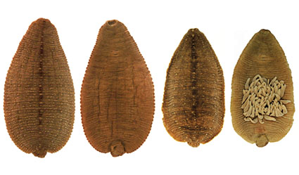 Placobdella akahkway, a leech of the family Glossiphoniidae