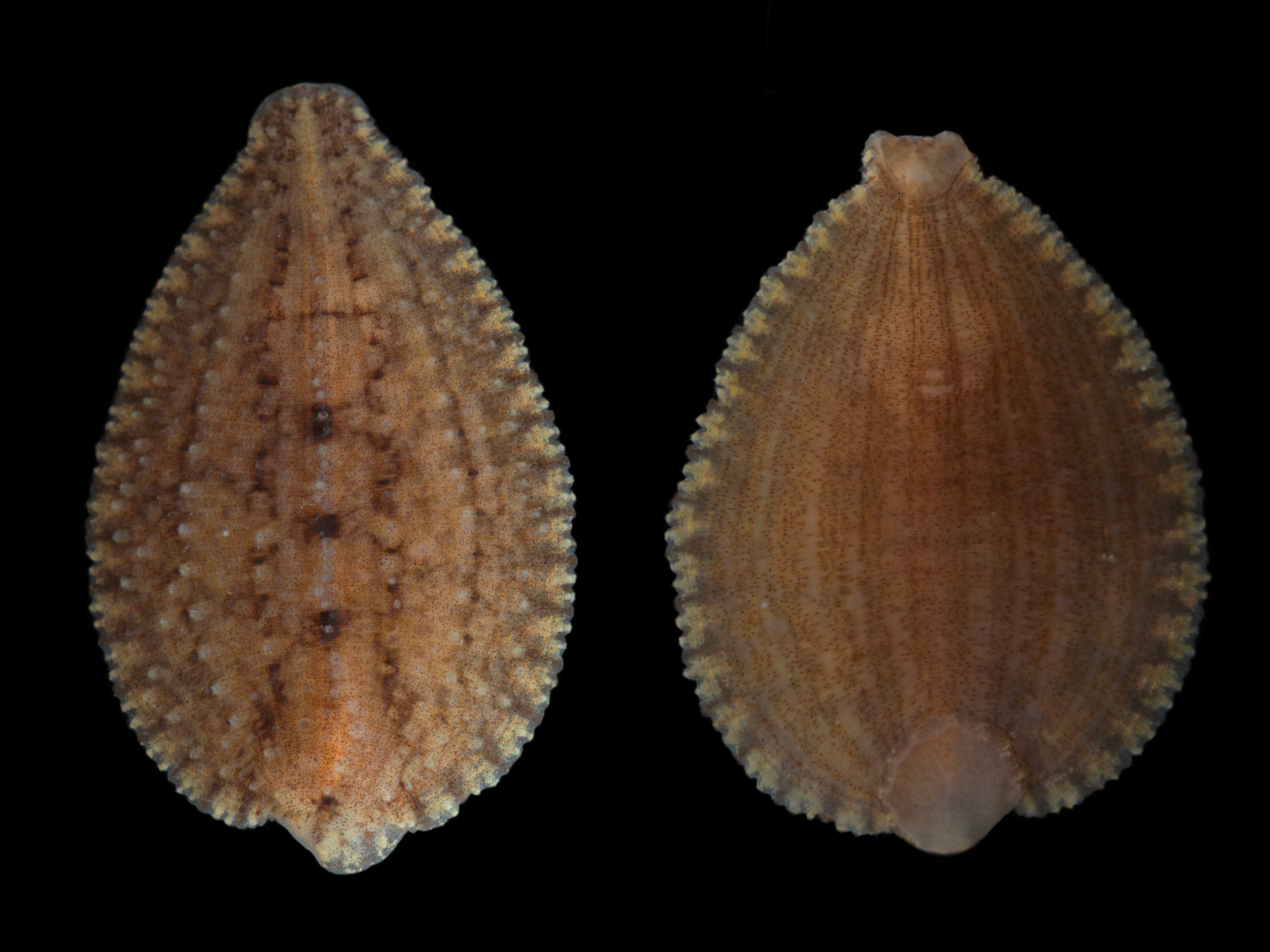 Placobdella ali, a leech of the family Glossiphoniidae