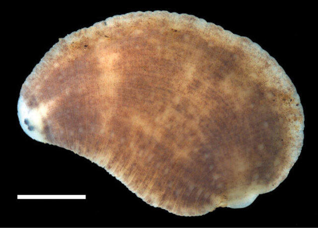 Placobdella appalachiensis, a leech of the family Glossiphoniidae