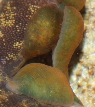 Placobdella biannulata, a leech of the family Glossiphoniidae
