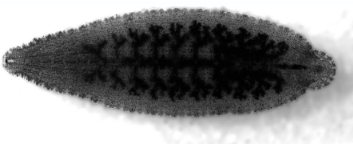 Placobdella burresonae, a leech of the family Glossiphoniidae
