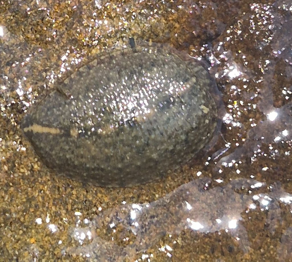 Placobdella costata, a leech of the family Glossiphoniidae
