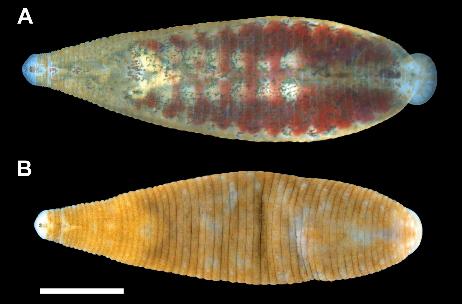 Placobdella cryptobranchii, a leech of the family Glossiphoniidae