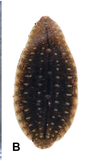 Placobdella desseri, a leech of the family Glossiphoniidae