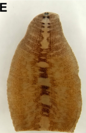 Placobdella hollensis, a leech of the family Glossiphoniidae