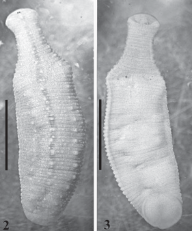 Placobdella kwetlumye, a leech of the family Glossiphoniidae