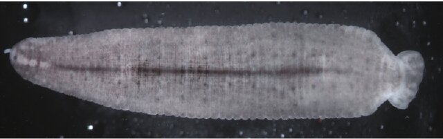 Placobdella lamothei, a leech of the family Glossiphoniidae